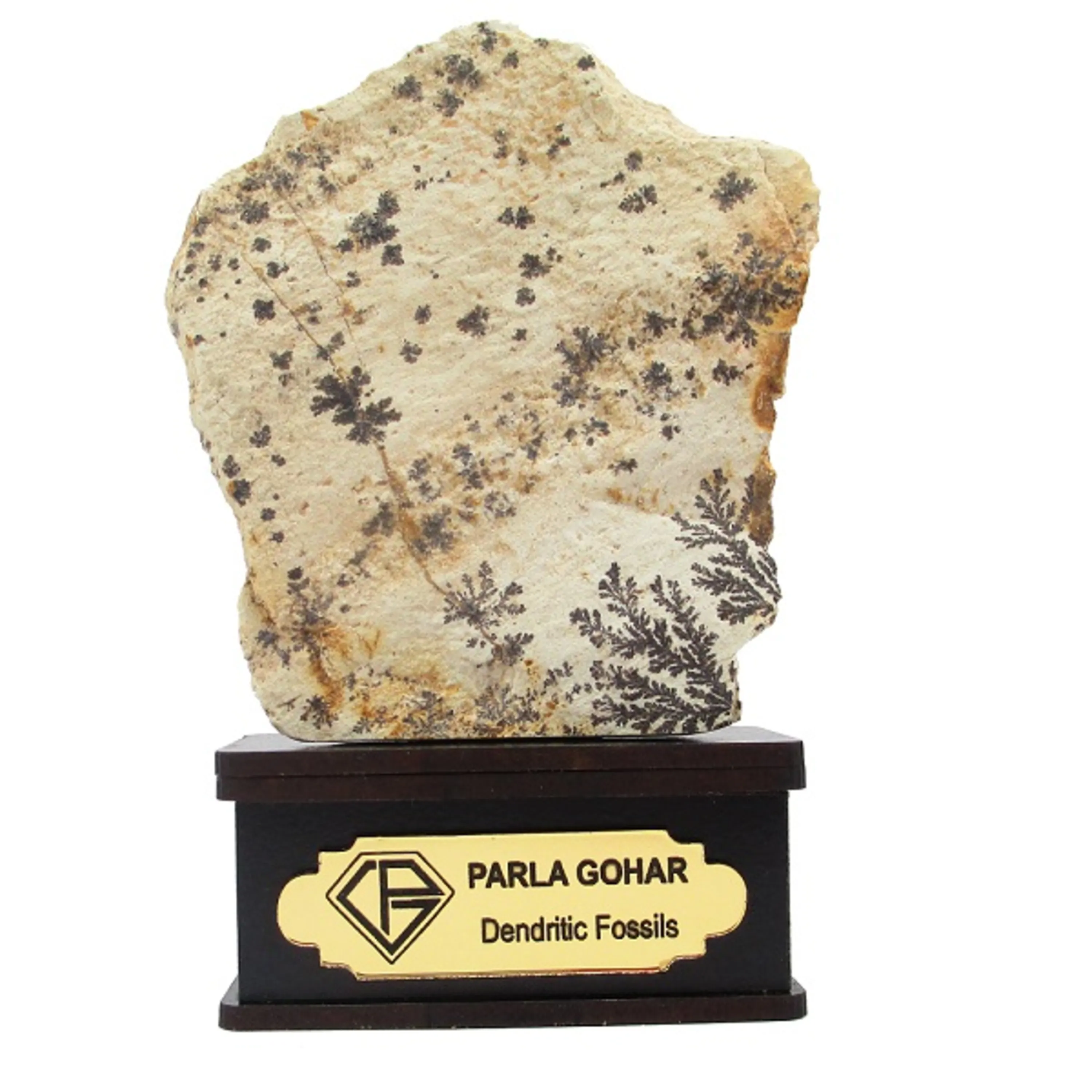 شجر راف کد 2377